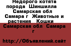 Недорого котята порода “Шиншилла“ - Самарская обл., Самара г. Животные и растения » Кошки   . Самарская обл.,Самара г.